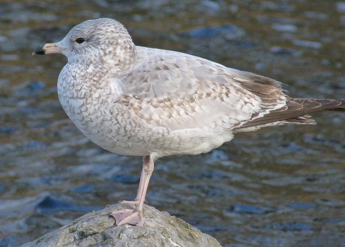Ring-billed Gull