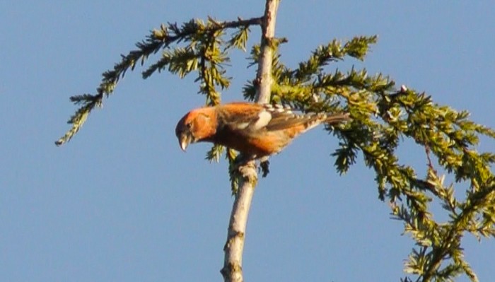 Two-barred Crossbill