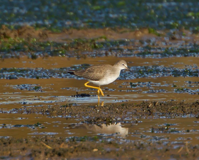 Lesser Yellowlegs