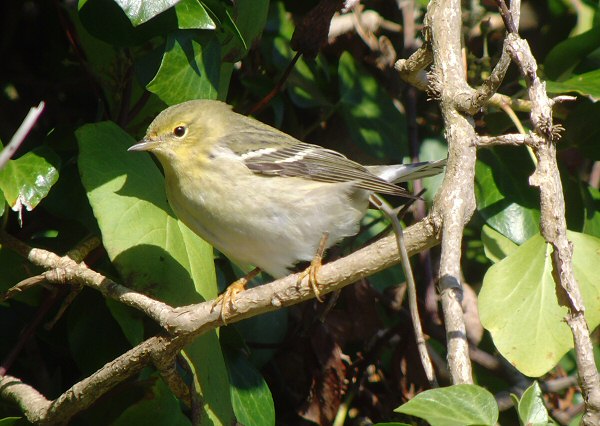 Blackpoll Warbler