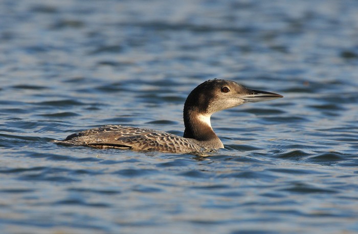 Great Northern Diver