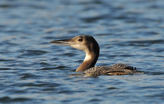 Great Northern Diver