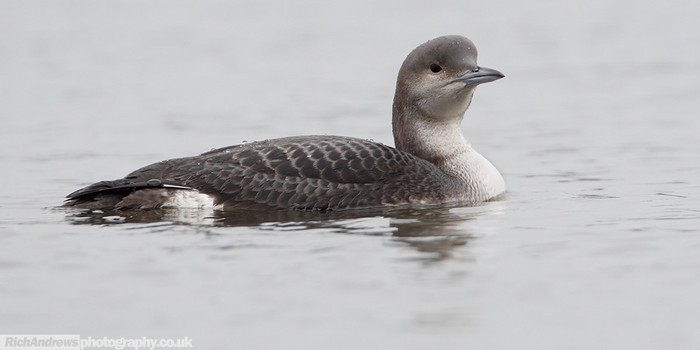 Black-throated Diver