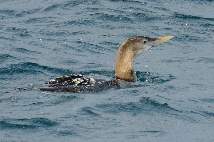 White-billed Diver
