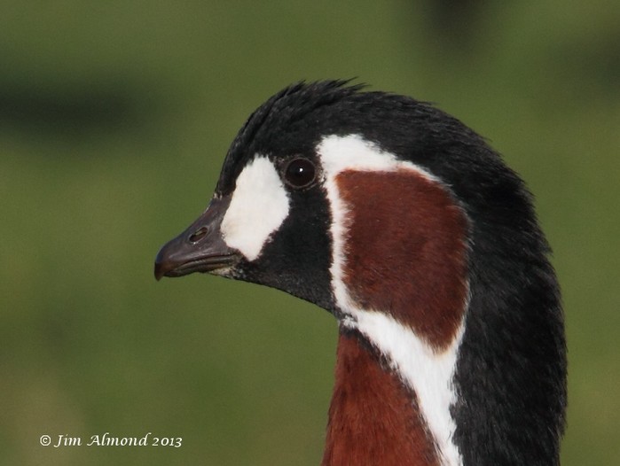 Red-breasted Goose