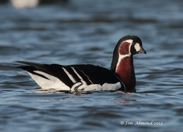 Red-breasted Goose