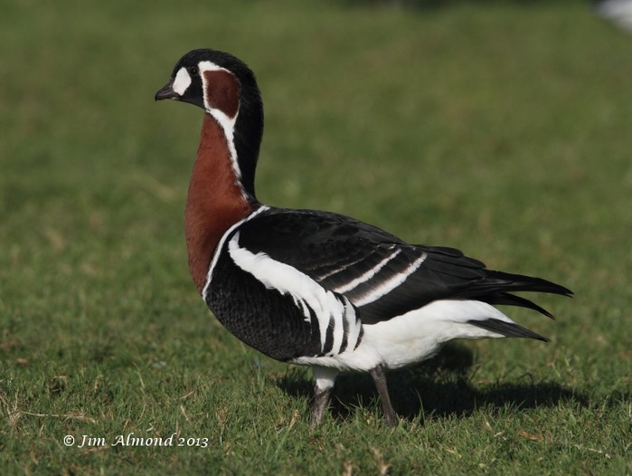 Red-breasted Goose