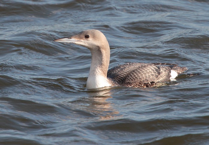 Black-throated Diver