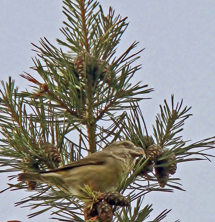 Parrot Crossbill