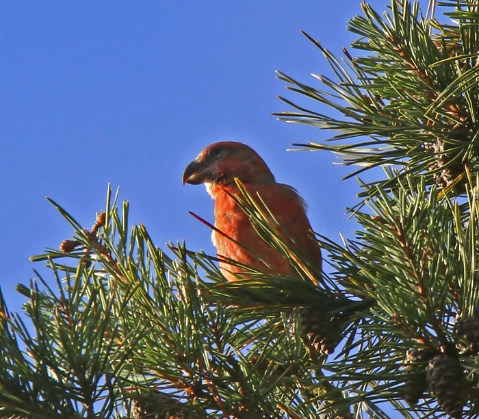Parrot Crossbill