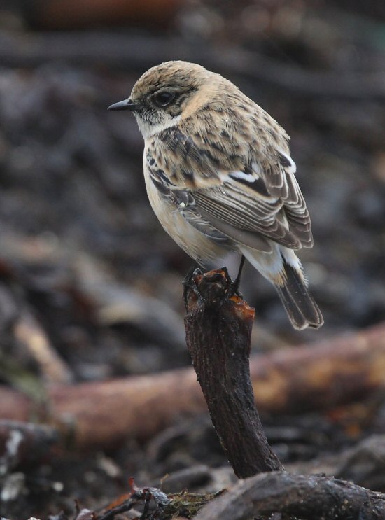 Caspian Stonechat