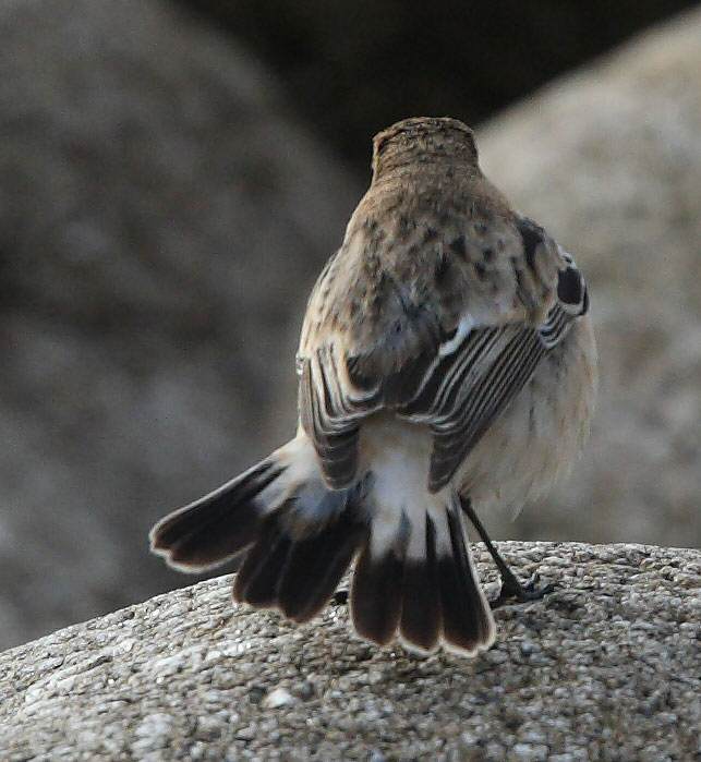 Caspian Stonechat