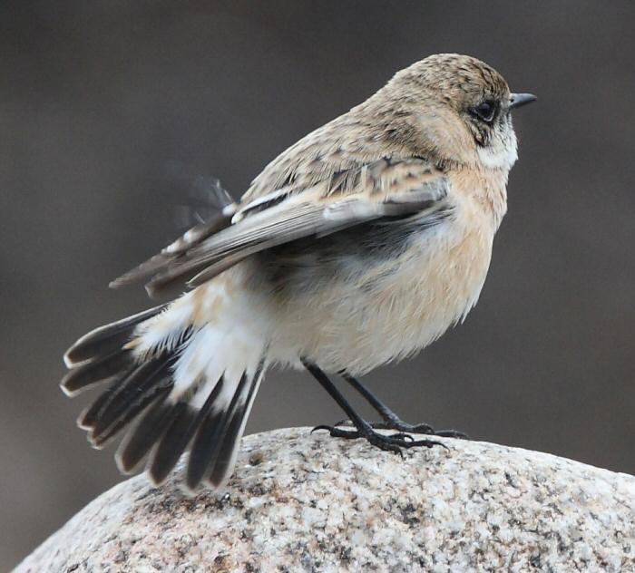 Caspian Stonechat