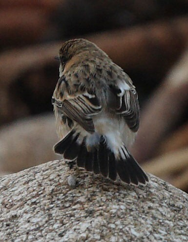 Caspian Stonechat
