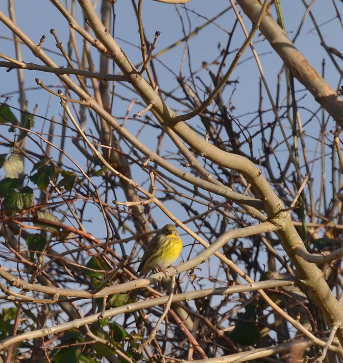 Serin