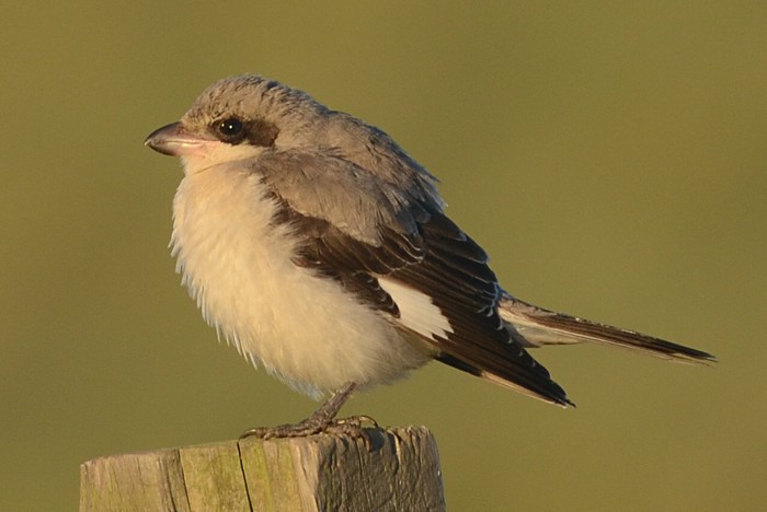 Lesser Grey Shrike