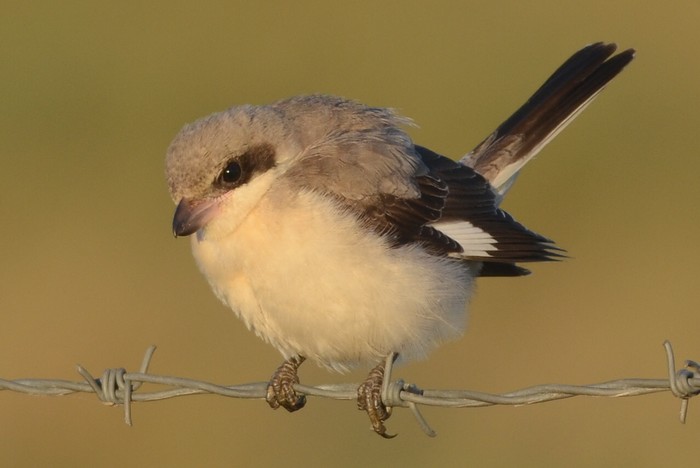 Lesser Grey Shrike
