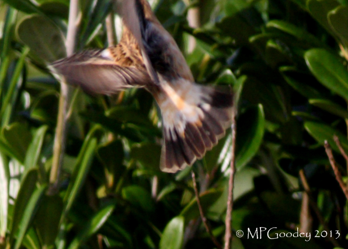 Caspian Stonechat