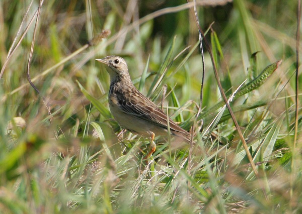 Blyth's Pipit