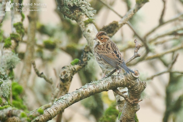Little Bunting