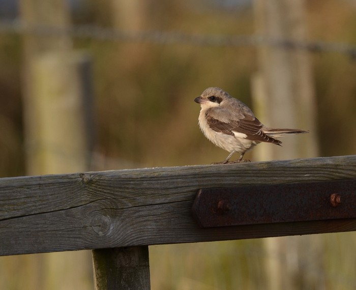 Lesser Grey Shrike