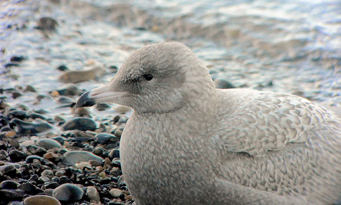 Glaucous Gull
