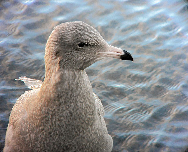 Glaucous Gull