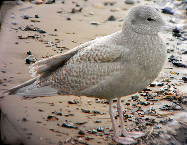 Glaucous Gull