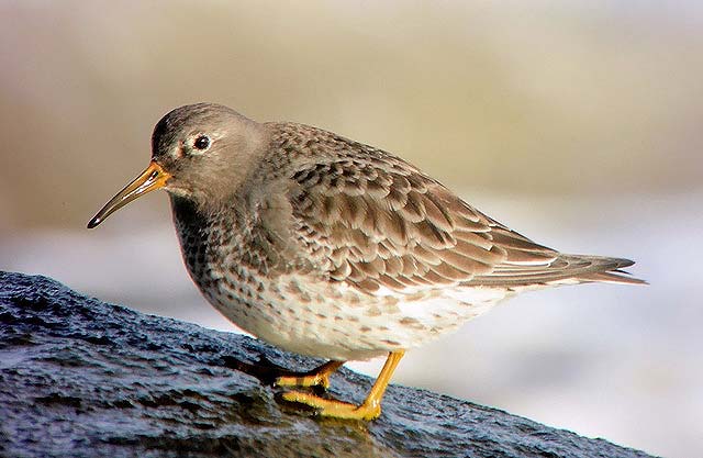 Purple Sandpiper