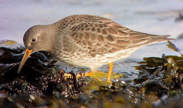 Purple Sandpiper
