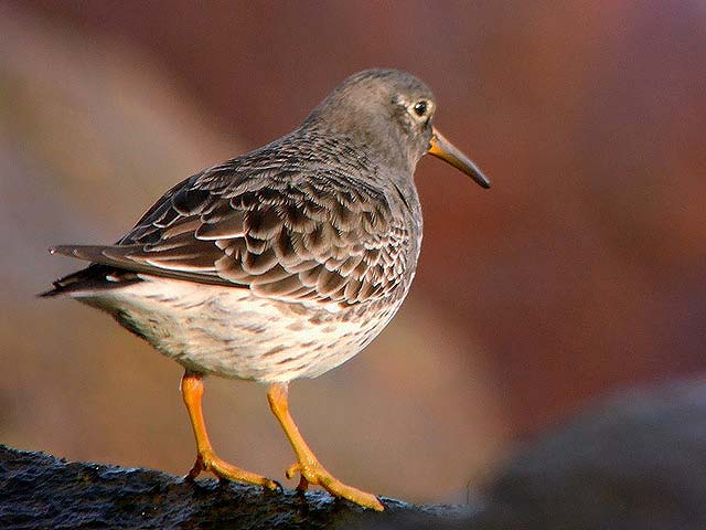 Purple Sandpiper