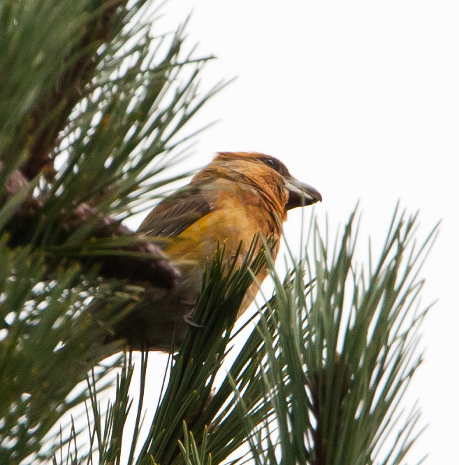 Parrot Crossbill