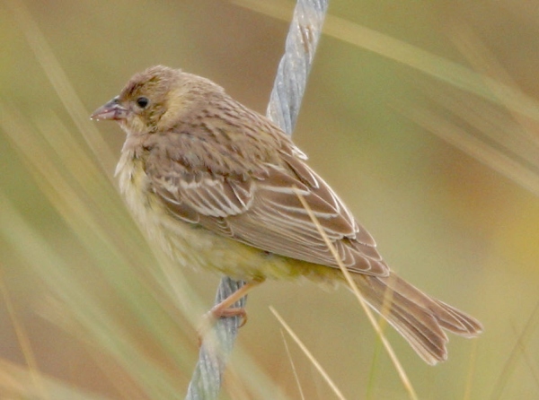 Black-headed Bunting