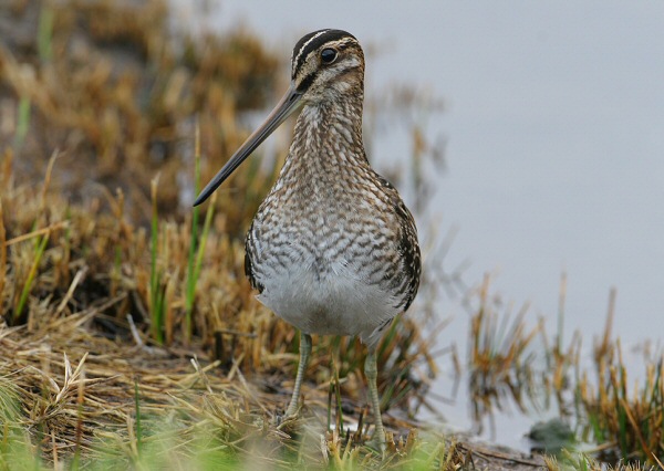 Wilson's Snipe