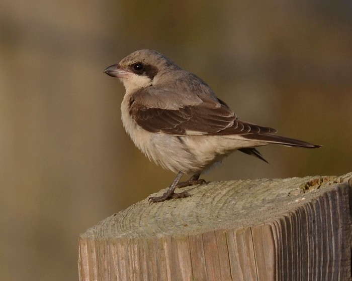 Lesser Grey Shrike