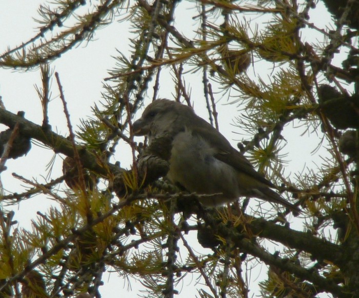 Parrot Crossbill