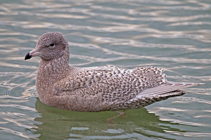 Glaucous Gull