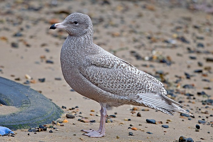 Glaucous Gull
