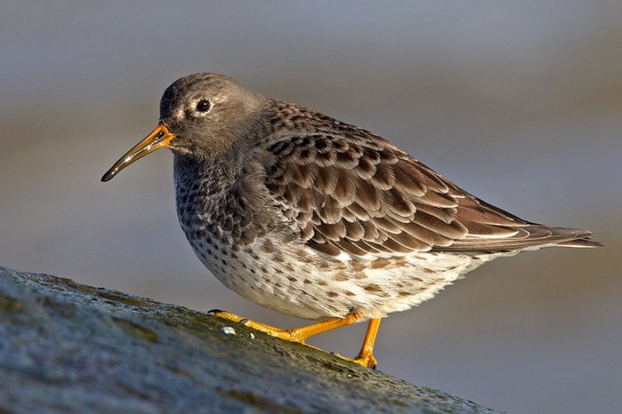 Purple Sandpiper