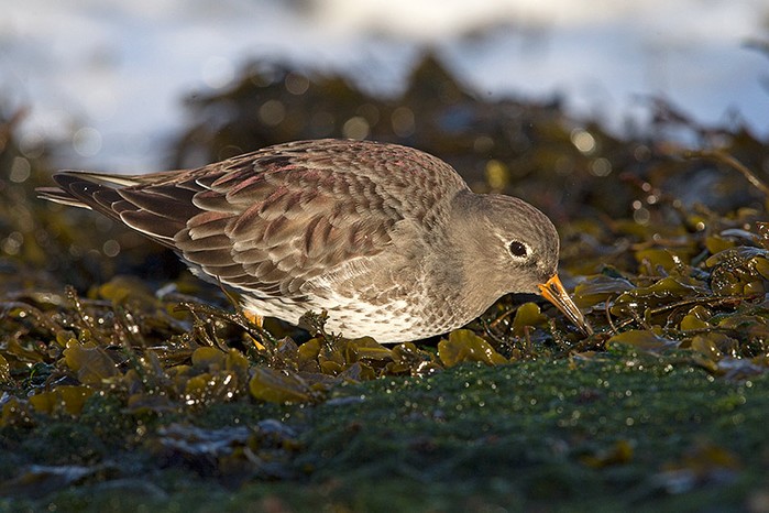 Purple Sandpiper
