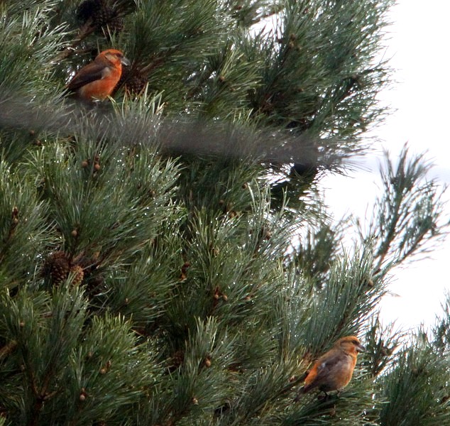 Parrot Crossbill
