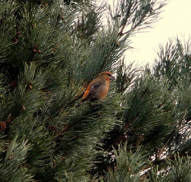 Parrot Crossbill