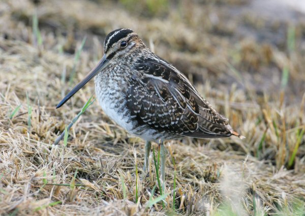 Wilson's Snipe