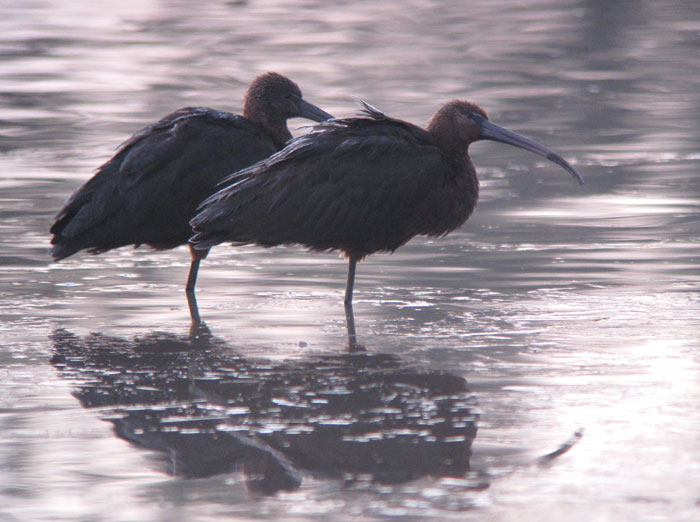 Glossy Ibis