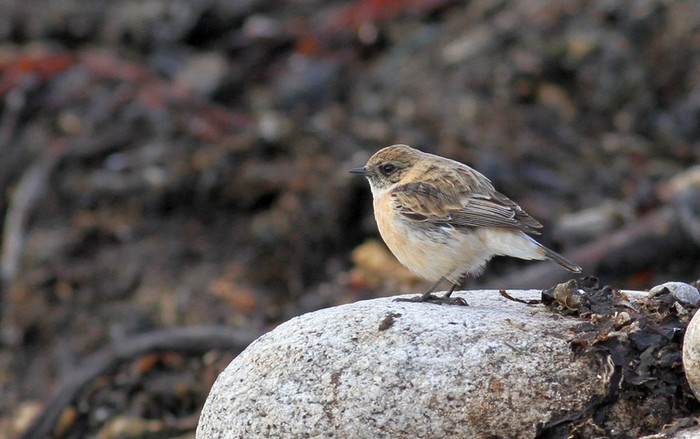 Caspian Stonechat