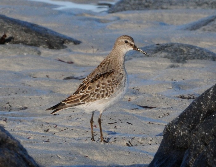 White-rumped Sandpiper