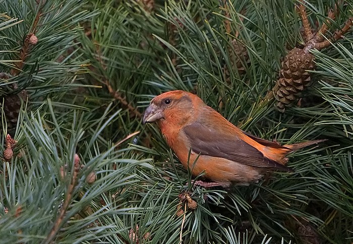 Parrot Crossbill