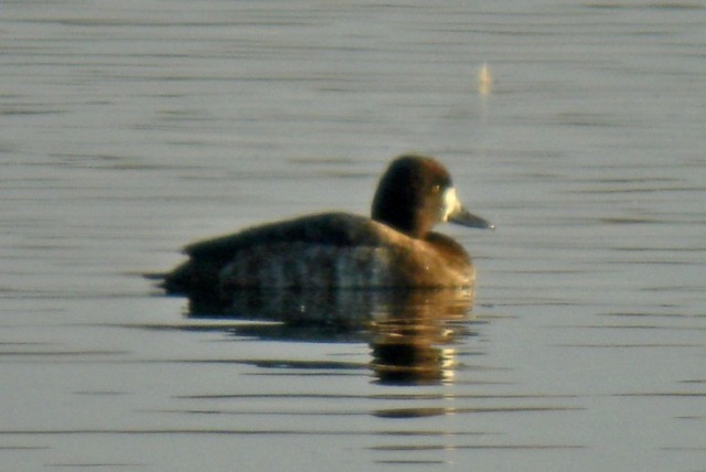 Lesser Scaup
