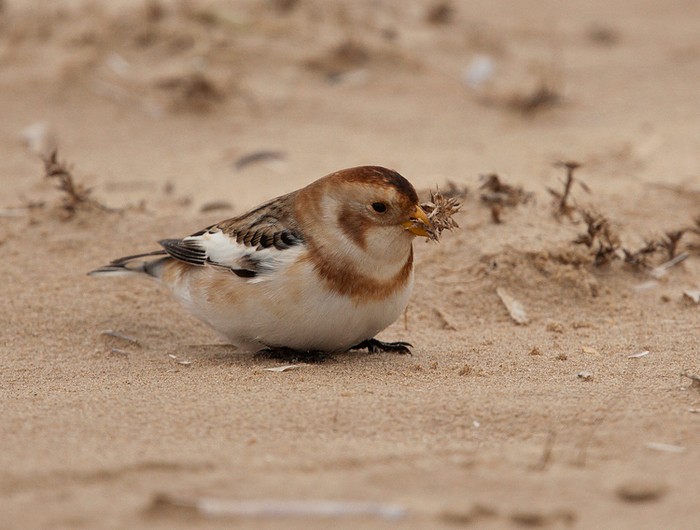 Snow Bunting