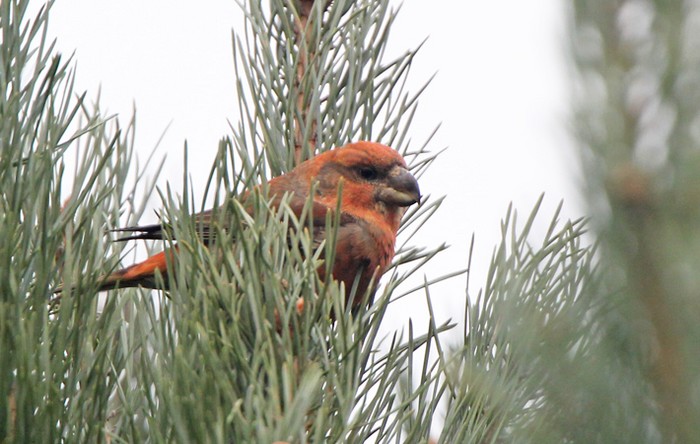 Parrot Crossbill